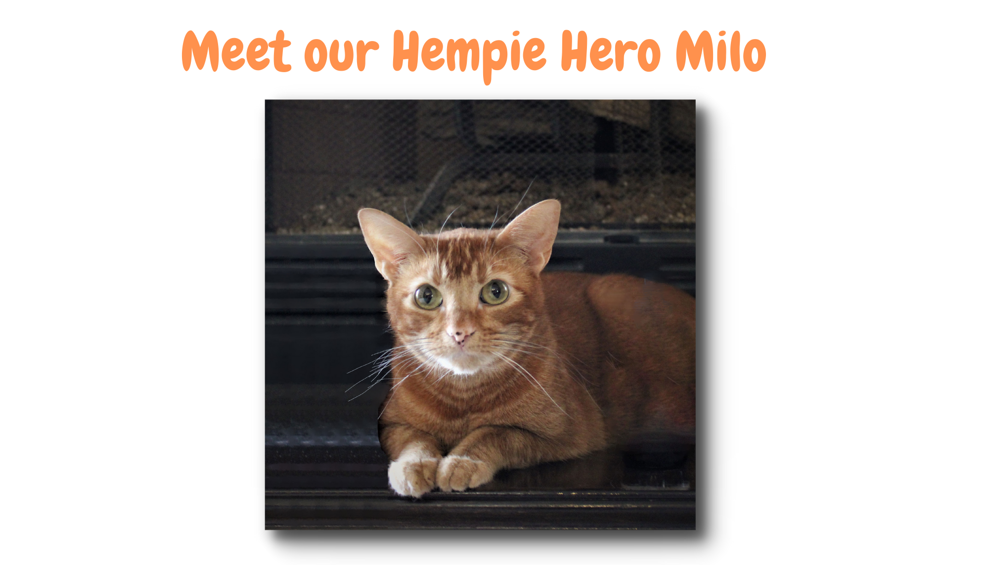 LiviaOne™ Hempie Heroes 250 mg